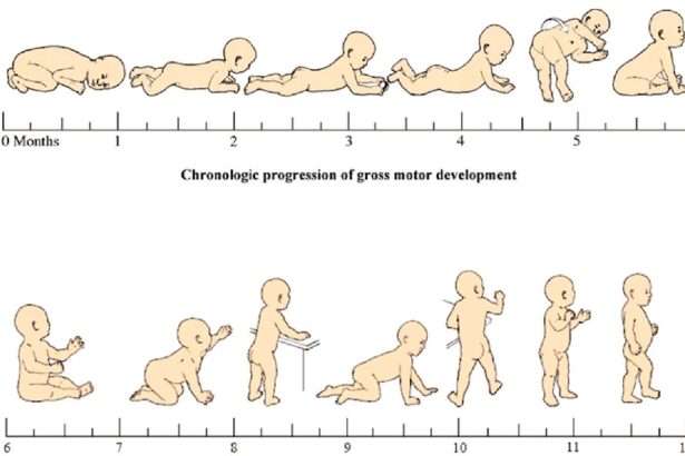 motor gelişim evreleri